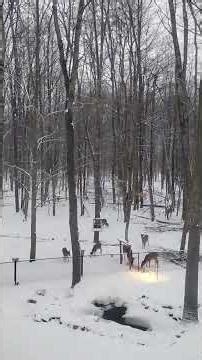 The Herd from the House, a Wildlife Time Lapse series. #outdoors #justduckingaround #giantwhitetails