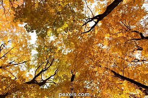 Golden Light Videos, Download The BEST Free 4k Stock Video Footage & Golden Light HD Video Clips