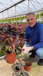 Rubber Tree Propagation 1) Cut 10-15 cm long cuttings from the tips of the branches 2) Leave 3-4 leaves on the cutting 3) Keep the small leaves at the tip, cut the large leaves at the bottom in half 4) Let the wet sap dry, put the cutting in water for 30 minutes 5) Plant the cutting 3-5 cm deep 6) As soil, use peat alone, cocopeat or a mixture of peat perlite (or sand) 7) You can seal with a clear plastic bag over the pot 8) Put in a bright place out of direct sun 9) Rubber trees are best propag