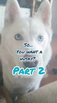 So... You Want a Husky! BEGGINERS GUIDE PART 2