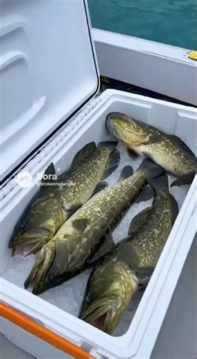 green lingcod fish catch and cook onboard fish fishing prawns bottom fish british columbia canada