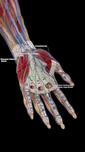 71K views · 1.4K reactions | ️ Explore the Wonders of Hand Anatomy...