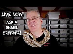 Live Now! Ask A Ball Python Breeder! Ask Me Anything!