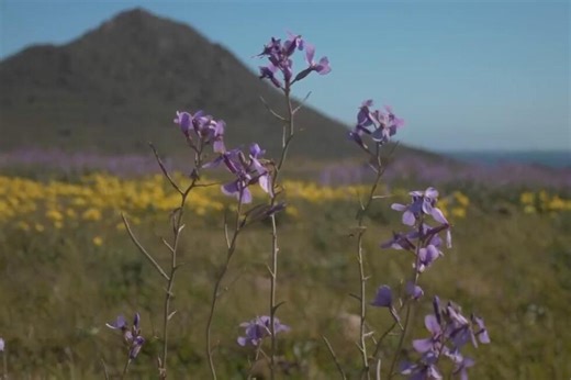 Vibrant wildflowers transform arid southern Spain after heavy winter rains