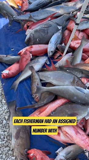 72 hrs at sea on along range sport boat! #deepseafishing #fishing #jigging | Landshark Outdoors