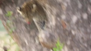 8.7K views · 196 reactions | Leopard cub climbs down the tree #reels #reelsfb #reelsviral #viralpage #video #africa #Amazing #life #Wow #wildlife #travel #trending #trend #reelsvideo #nature #viral | African Bush Kingdom | Facebook