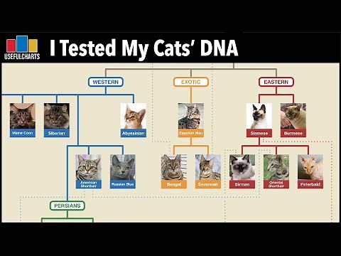 I Tested My Cats' DNA using BasePaws | Family Tree of Cat Breeds