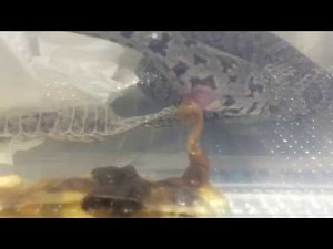 【閲覧注意】コーンスネークのウンコ Corn Snake POOP *WARNING: POOP