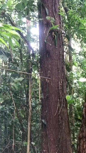 Effective Techniques for Cutting Down Trees