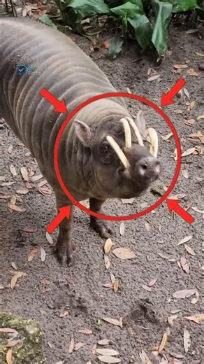 Why Babirusa Pigs Lives A Painful Life 🐗