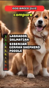 Dog Breed Quiz can u guess 10/10 ? Are u Dog lover #QuizChallenge #quiz #triviachallenge #QuizTime #doglover #dog #DogBreederUSA | Quiz Creator