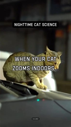 When your cat zooms indoors. Cool nighttime air boosts energy and alertness.