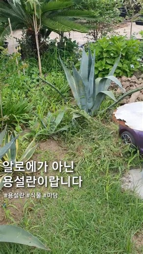 알로에가 아닌 용설란이랍니다 #용설란 #식물 #마당 #힐링