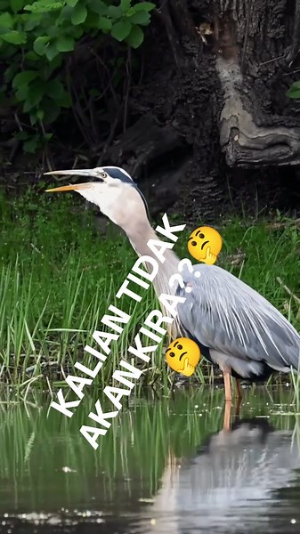 This Stork Attacks Like Lightning! 😳🪶