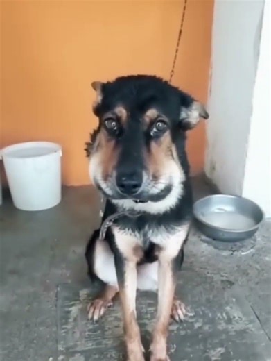 Her countenance, tragically swollen, reflected the burden of persistent, voiceless suffering