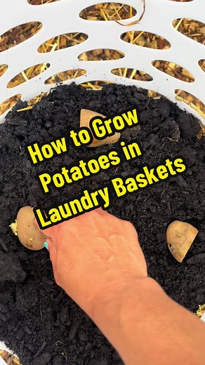 How to Grow Potatoes in Laundry Baskets | Easy Gardening Hack