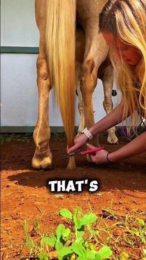 Do Horses REALLY Need Their Tails Clipped? Find Out! #horse #shorts