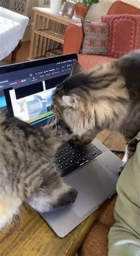 Perfect Timing... Somehow: Cat Saves the Clip