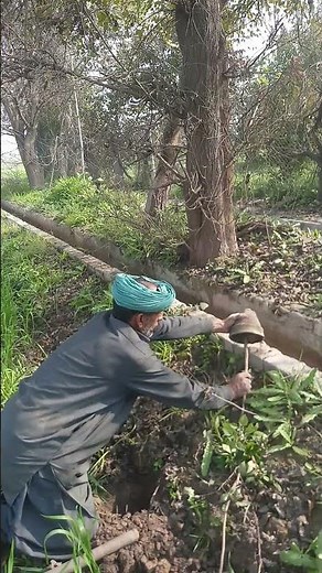 Mahogoni Tree Plantation | Big Leaf Mahogany | Swietenia macrophylla | Engineer Ka Bagh #gardening