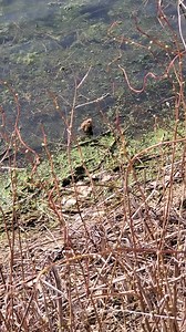 Adam Joseph on Reels