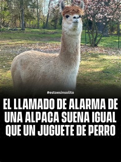 🤔¿Sabías que las alpacas tienen un llamado de alarma específico que usan cuando perciben peligro? 🦙 Es un sonido agudo y muchas personas dicen que suena igual que un juguete chillón de perro. Las alpacas usan este llamado para alertar al resto de la manada cuando algo no se siente bien. #viral #naturaleza #curiosidades