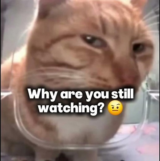 #cool #potato #jdjdjdjd #memes #shortsvideo #funny #potao #inanimateinsani #dothingsyoudontwanttodo