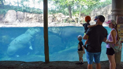 Cincinnati Zoo offering half-price admission to Hamilton County residents this weekend