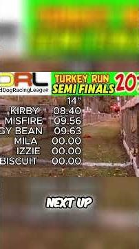 Dachshunds Go Wild: Backyard Dog Racing League Finals! #shorts