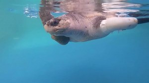 Watch the turtle swim with prosthetic flipper.