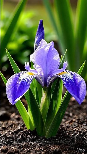 Dwarf iris — Iris reticulata #leafsonggarden #gardening