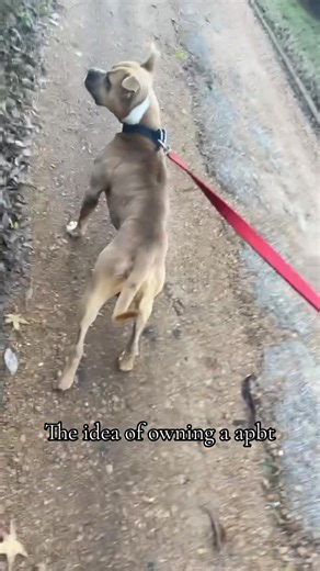 #dogcommunity #fyp #apbt #game #apbt_game_dog