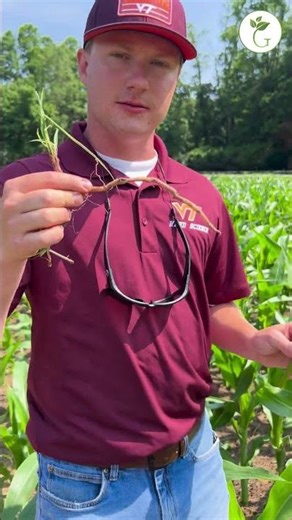 Weedy Wednesdays: Johnsongrass