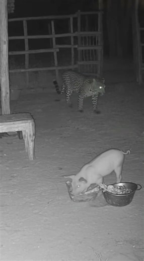 The Rooster That Saved a Piglet! 🐓❤️🐖 A Fearless Farm Hero! #RoosterHero, #PigletRescue,