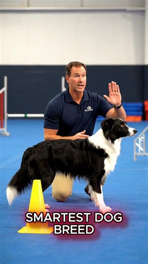 Border Collie vs Australian Shepherd Which Breed is Best #BorderCollie #AustralianShepherd #Shorts