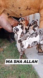 Doodh Ki Machine Breed Name Batao ❤️ #reelitfeelit #cr7 #pet #allah #live #reelsindia #reelsfyp #followforfollowback #SUBHANALLAH #Fyp #Foryou #viralpage #bollywood #reelsfb #fbreels #reelsviral #pakistan #saudiarabia #GOAT #love #reelstrending #farming #petstagram #animal #instadaily #instagood #instareels #followers #Trending #funny | Haqqi Goat Farm