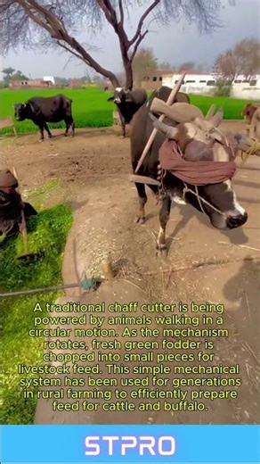 Traditional Animal Powered Chaff Cutter