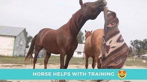 Does your horse help with your training? 🐴 And do they have fun? 😄 When we use positive reinforcement to train our horses everything becomes a game! 🤩 As long as our horses think we are playing then they are happy to do anything we ask without fear or hesitation because they know it will be enjoyable and that we won't hurt them. As a result we end up with horses who are fearless with no end to their willingness! 😍 | Horse Tricks 101