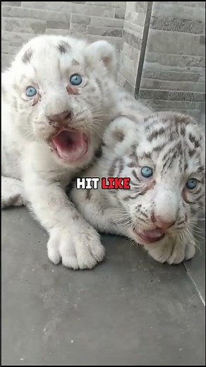 Why Do Animals Look So Different? #idepintar #animals #true #why #facts #didyouknow #science