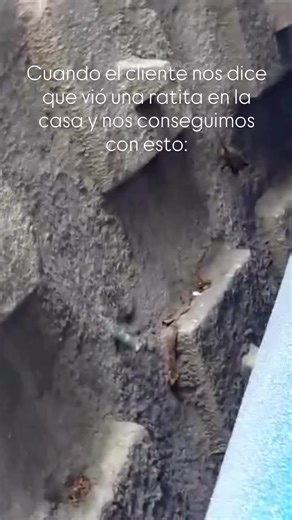 Fumigación Efectiva: Soluciones para Ratones
