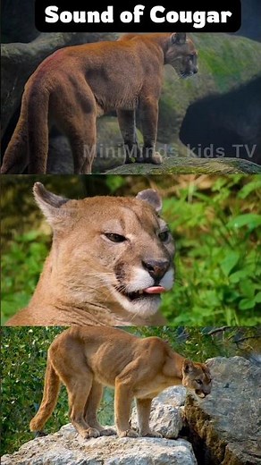 Cougar Sounds | Wild Cougar Roar & Growl MiniMinds Kids TV |