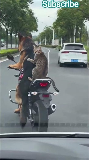 🐕🏍️ Dog Riding a Bike?! 😱 You Won't Believe Your Eyes! 😂 | Funny AI Animals #shorts