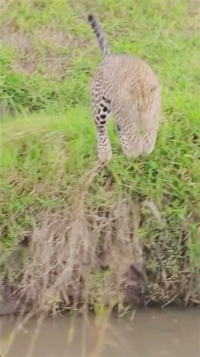 Sound And Action #tiger #shortvideo #shorts