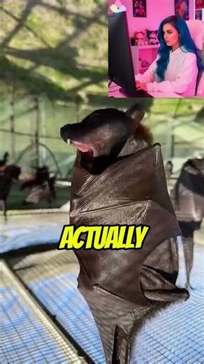 The Bats #shorts #batman #animals #viral