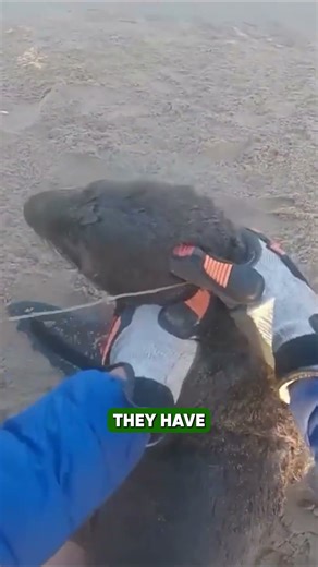 The Seal That Shouldn’t Have Survived #sealrescue
