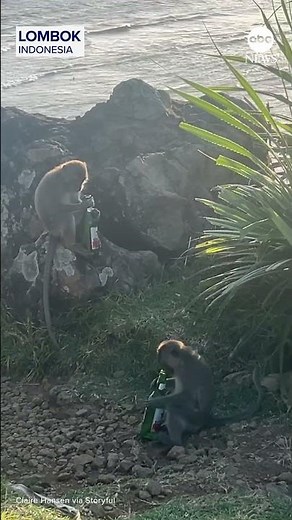 Cheeky monkeys spotted drinking from bottles #monkeys #animals #indonesia