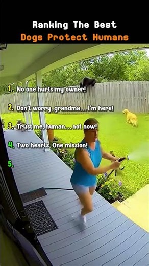 When Dogs Protect Their Humans With All Their Heart ❤️🐶