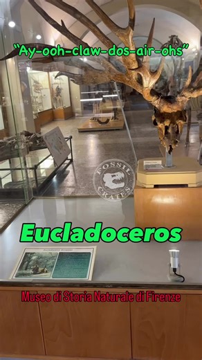 Discovering Eucladoceros at the Florence Museum