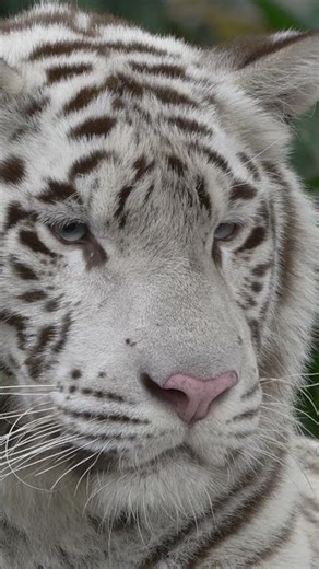 What Sound Does a Tiger Make? 🐅