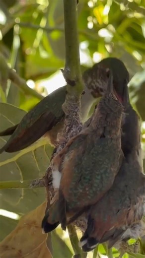 Day 28 mom still is feeding themboth #hummingbirdchicks#hummingbird