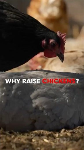 Why Raise Chickens? | Breaking Big Food Documentary Clip